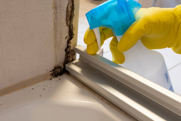 Why You Should Choose Our Mold Remediation Services in Dunellen, NJ